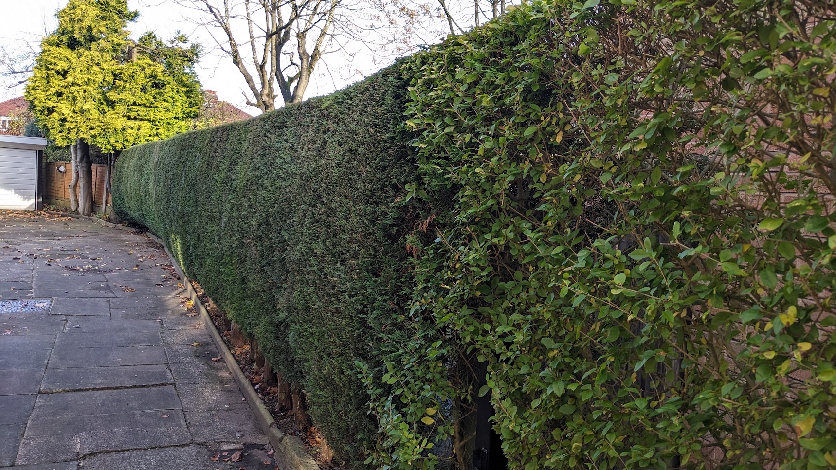 Hedge trimming, after