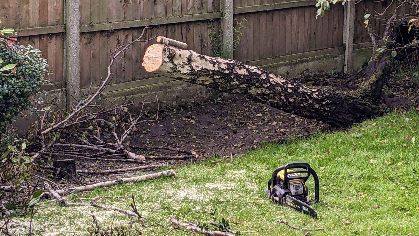 Tree removal, before